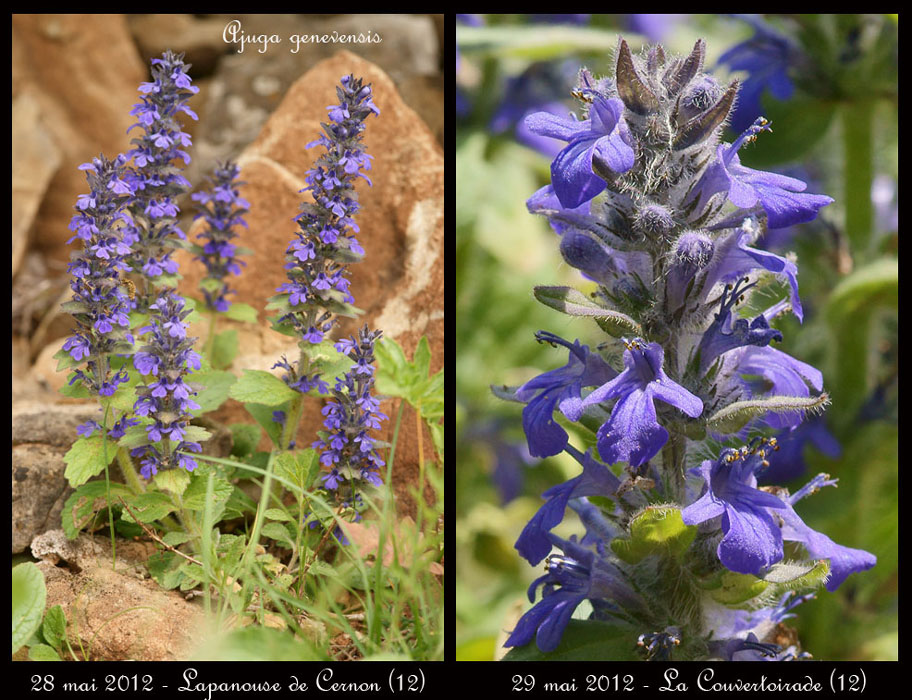 Ajuga-genevensis